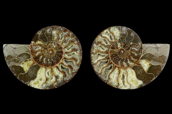Agatized Ammonite Fossil - Beautiful Preservation #130079